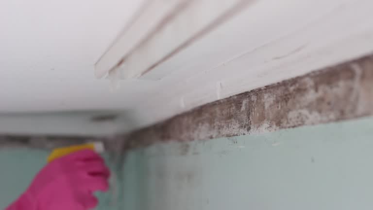 Mold Documentation for Insurance Claims in Fredonia, NY